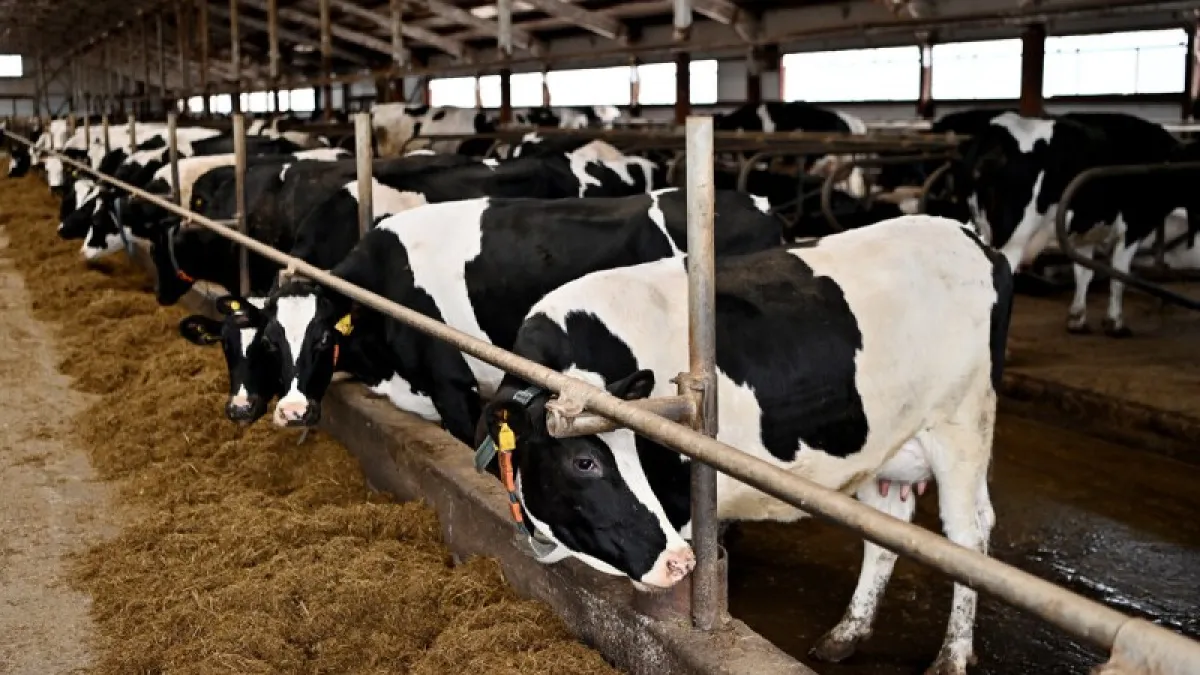 Молочная отрасль Коми демонстрирует уверенный рост