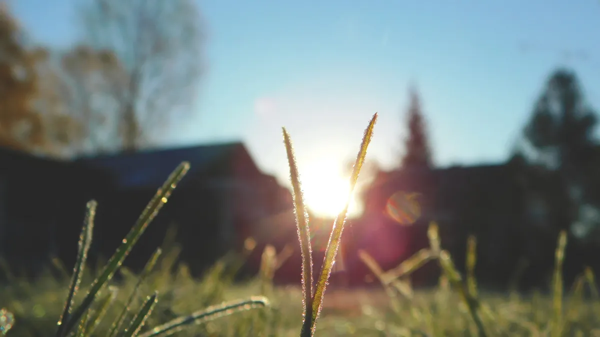 Как я избавилась от клещей и тли без химии: проверенный настой, который работает уже 20 лет