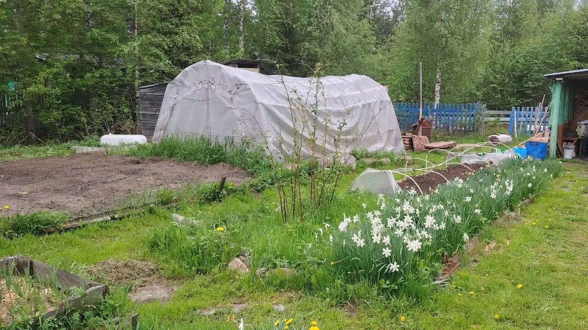 Всего 1 цветок на грядке — и колорадский жук обойдет ваш огород стороной: проверенный способ