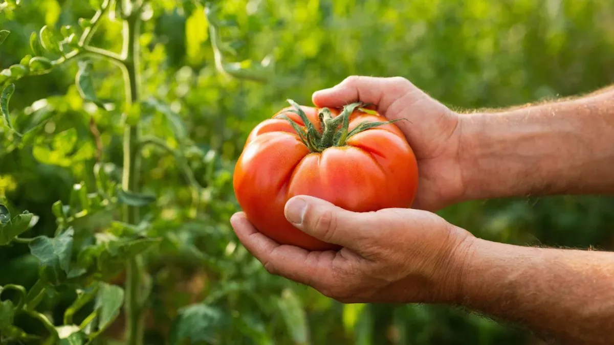 Ростки на 3‑й день — это реально! Мой опыт с 3 сортами томатов, которые растут с космической скоростью