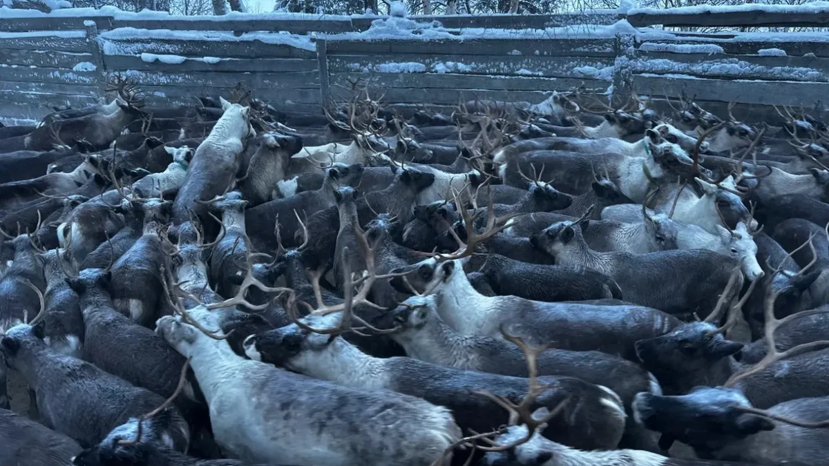 Коми планирует увеличить поголовье северных оленей до рекордных 54 тысяч