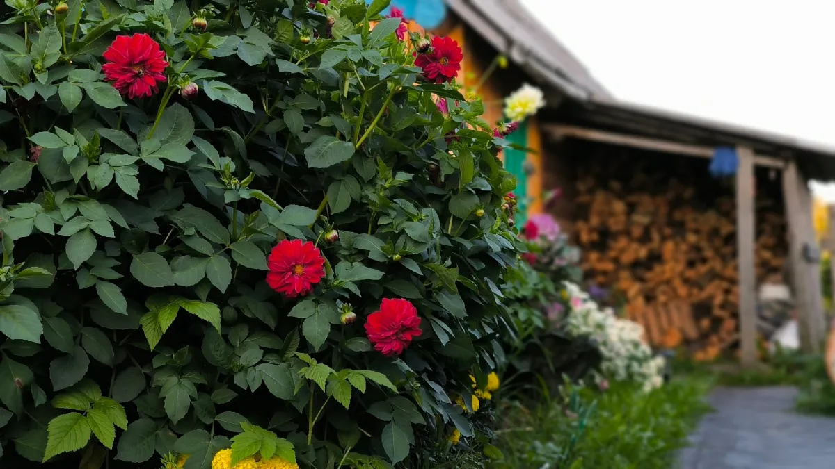 Прячемся от соседей красиво: 7 растений, которые создадут живой забор на участке