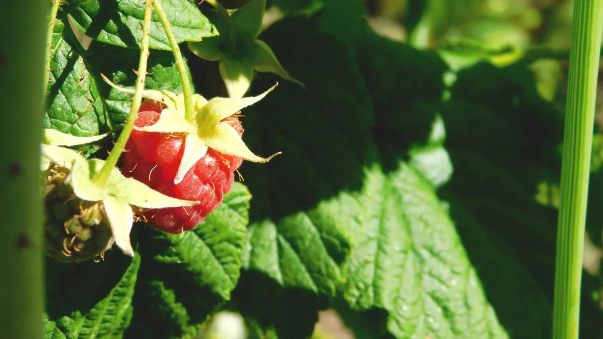 Зачем малине нужна горчица? Забытый порошок, избавит от многих проблем в огороде