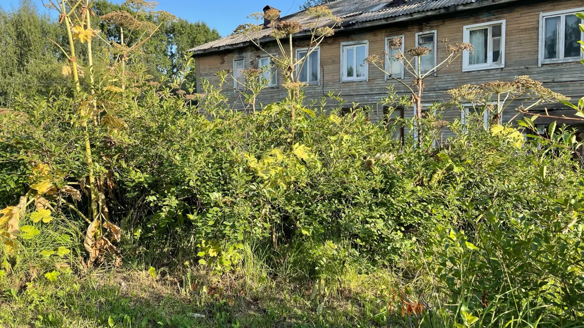 Сыктывкару потребуется несколько лет планомерной борьбы, чтобы полностью победить борщевик