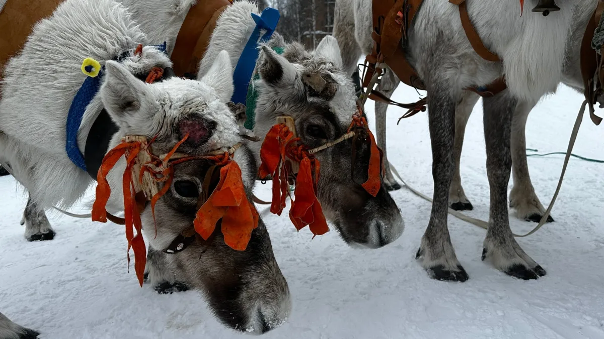 В Коми с размахом отметили главный праздник оленеводов «Тэрыб кӧр»