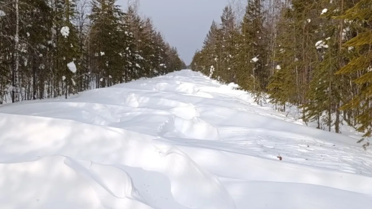 В Коми в заказнике "Дзервад" не нашли следов человеческого присутствия 