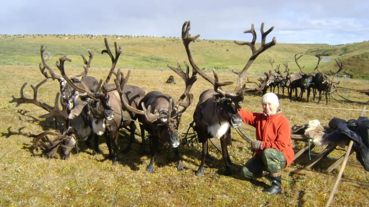 Финансирование северного оленеводства в Коми в 2026 году вырастет на 57%