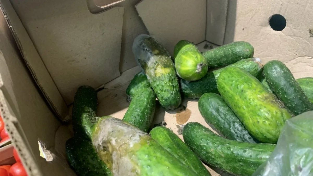 В Коми зафиксировали снижение цен на огурцы