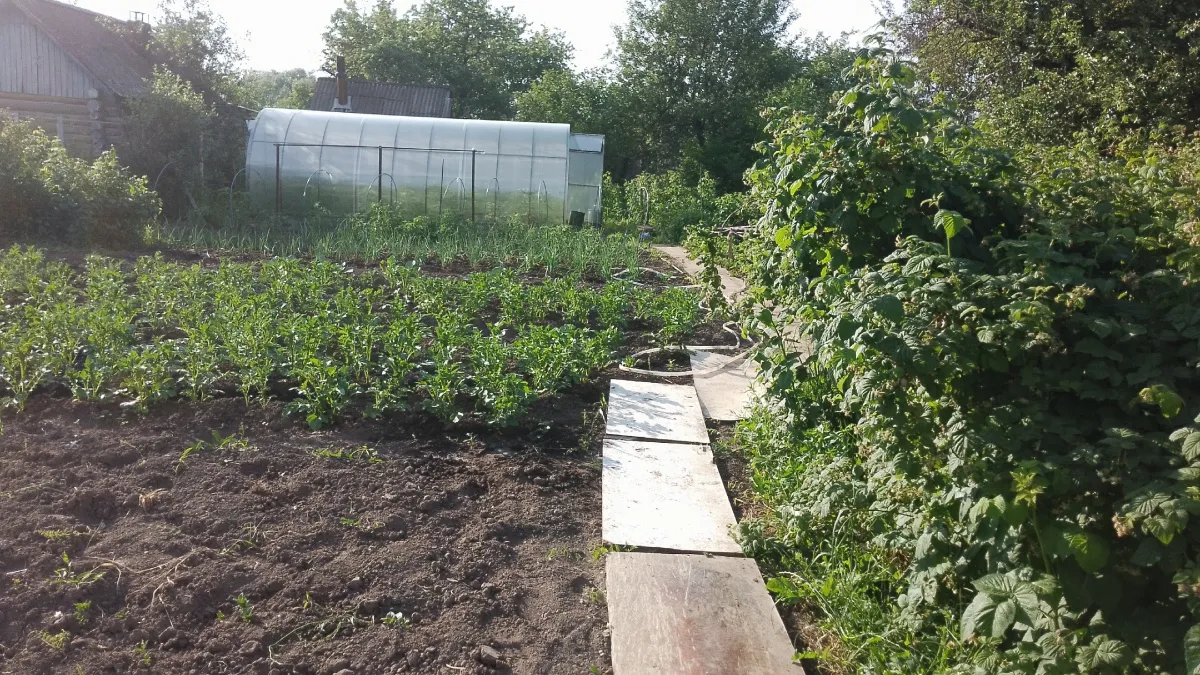 Мощнее навоза, дрожжей и помета: вношуна грядки по снегу в марте — двойной чернозем уже в апреле