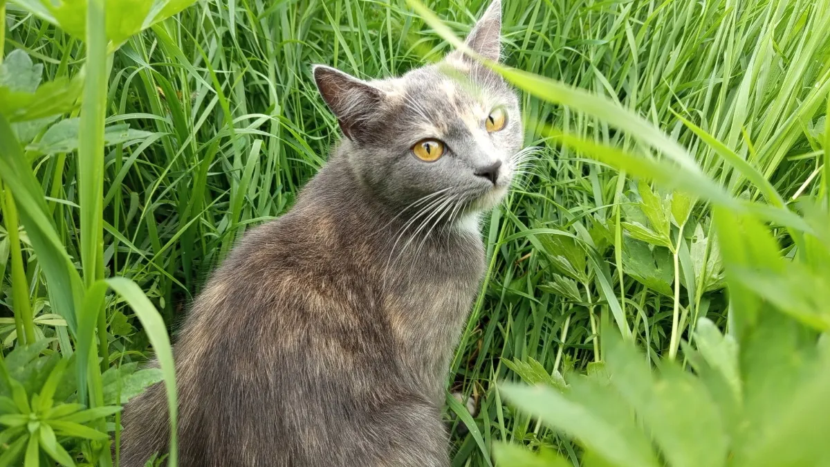 10 самых красивых пород кошек - рейтинг опытных заводчиков 2026 