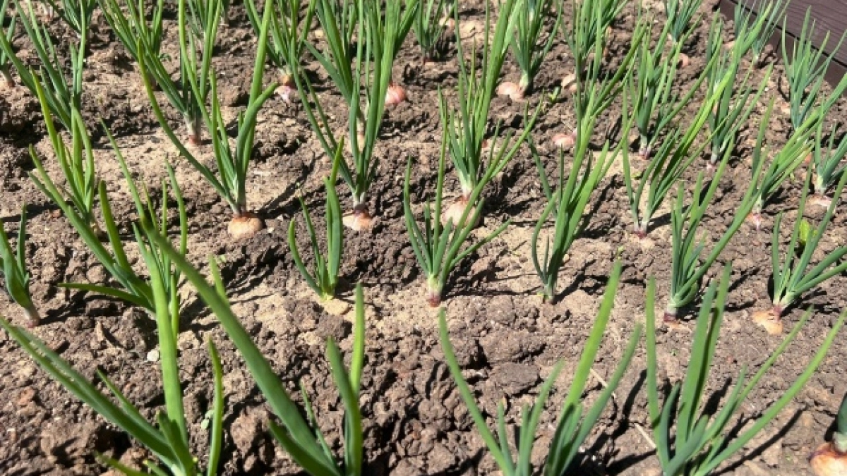 В школах Коми начали работу агроклассы