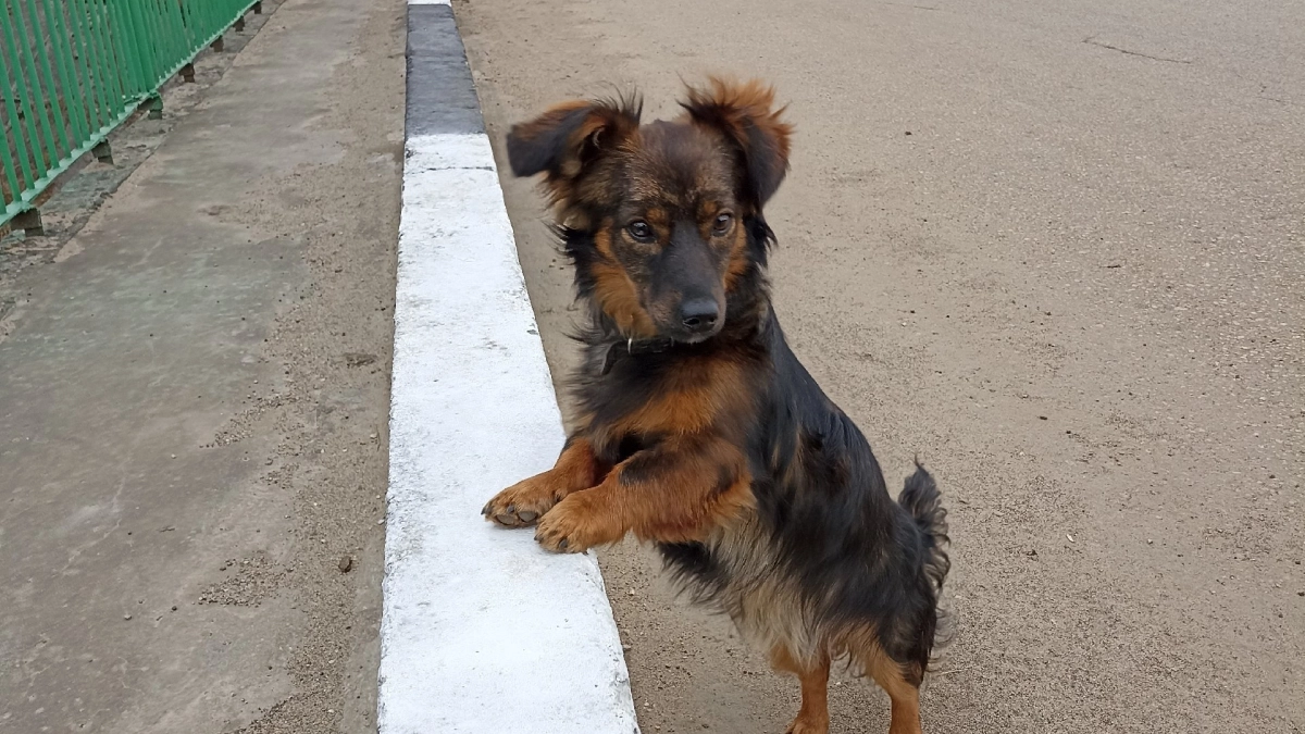 Лакомства, которые убивают: чем нельзя кормить собаку ни при каких условия — запомните на всю жизнь