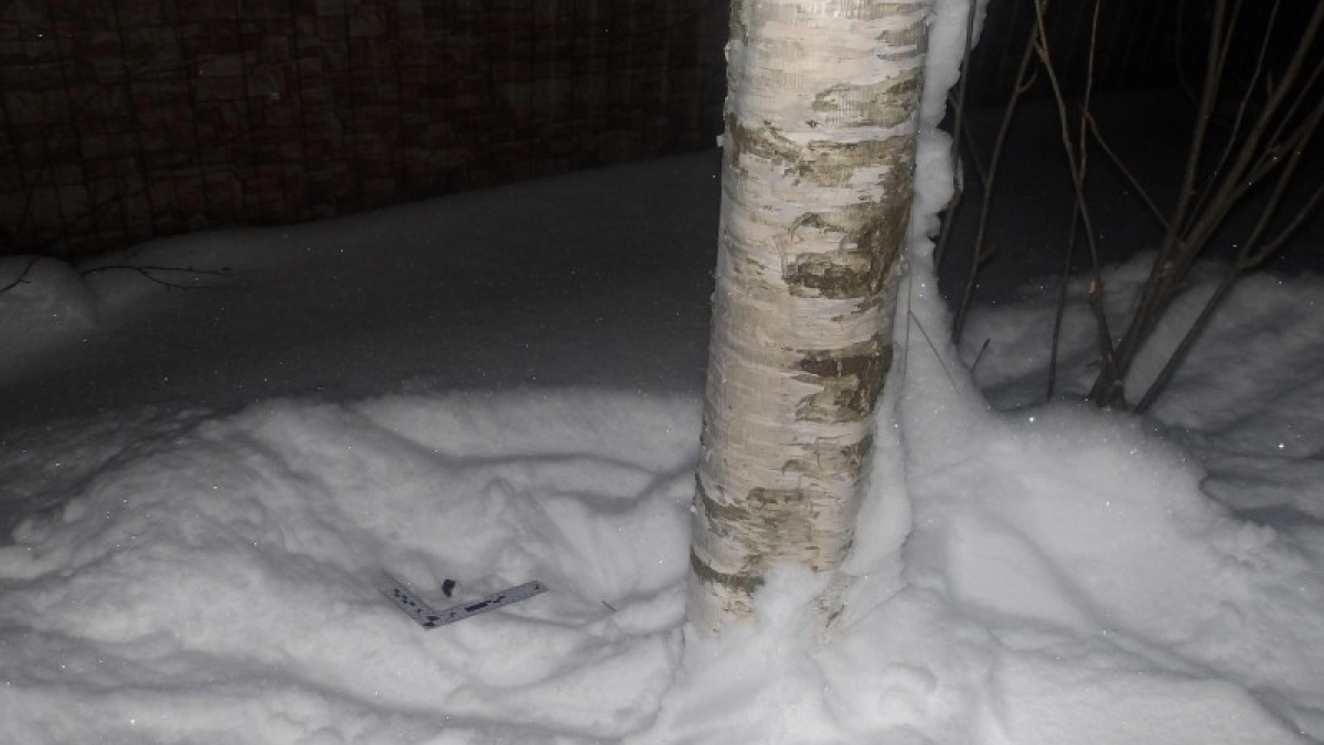 В Сыктывкаре сотрудники ГИБДД поймали двоих наркоманов в лесополосе