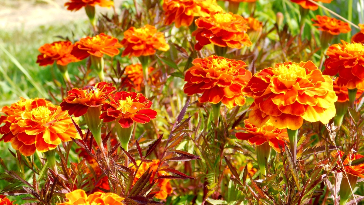 Эффектные многолетники, которые цветут весь сезон: бюджетные, красивые и без особых хлопот