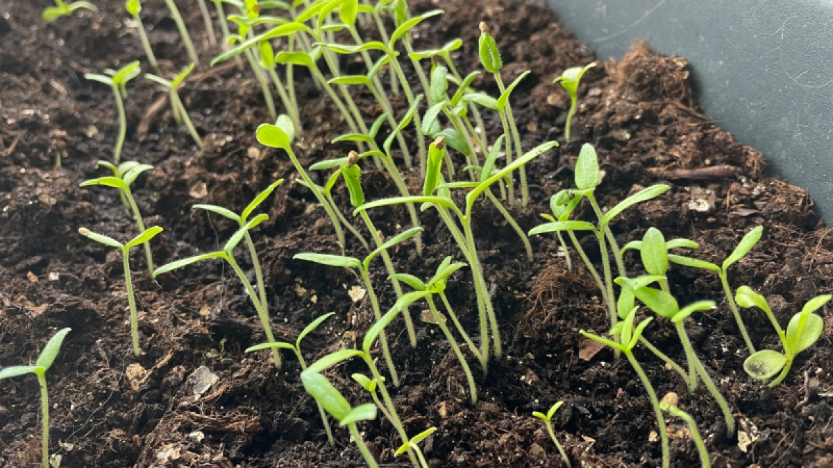 Три дня во второй половине марта даже не думайте подходить к огороду: это время не пригодно для любых работ с рассадой!