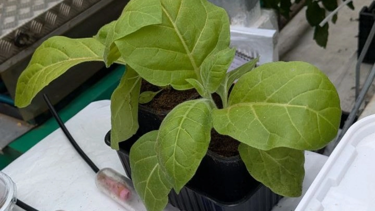 За 7 дней вся рассада попёрла в росте! После пикировки использую новую схему подкормок