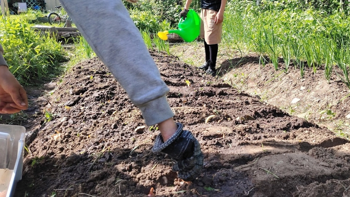 Сыплю под смородину прямо по снегу такой порошок — ягоды вырастают крупные, как черешня, а вредители погибают