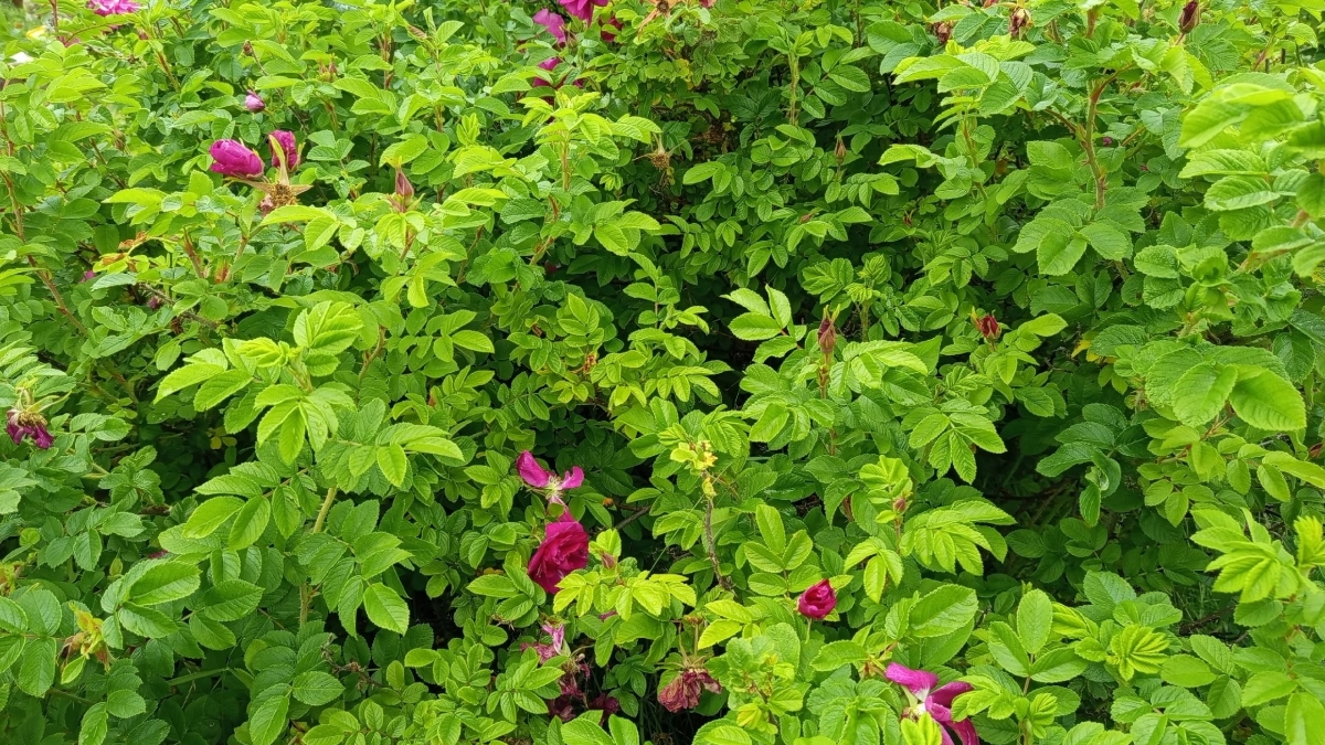 Спасаем розы после зимы: эта подкормка превратит голые палки в шикарные кусты — действуем сразу после таяния снега