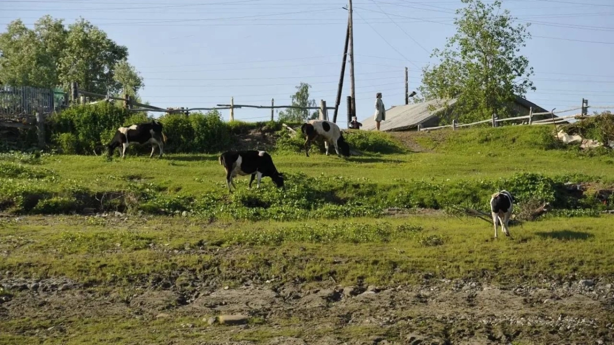 В селах и деревнях Коми потребление интернет-трафика выросло в полтора раза за год 