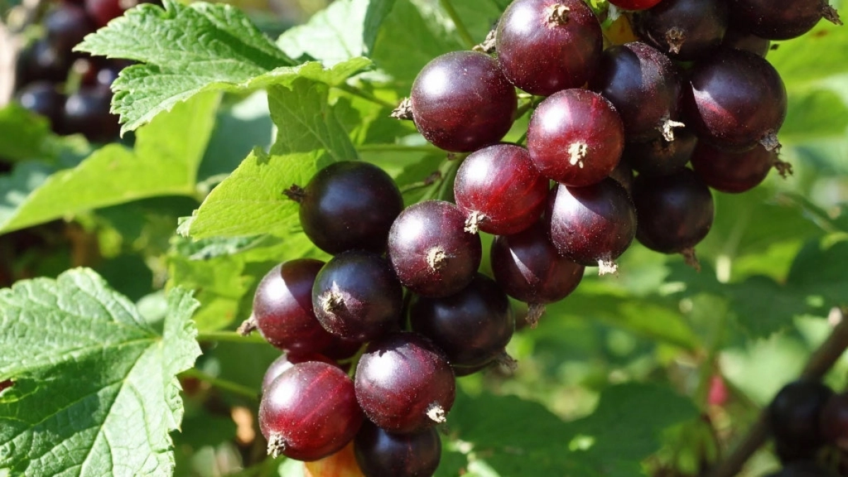 В марте после схода снега засыпаю под куст 1 особый порошок — летом смородина гнется от ягод размером с монету