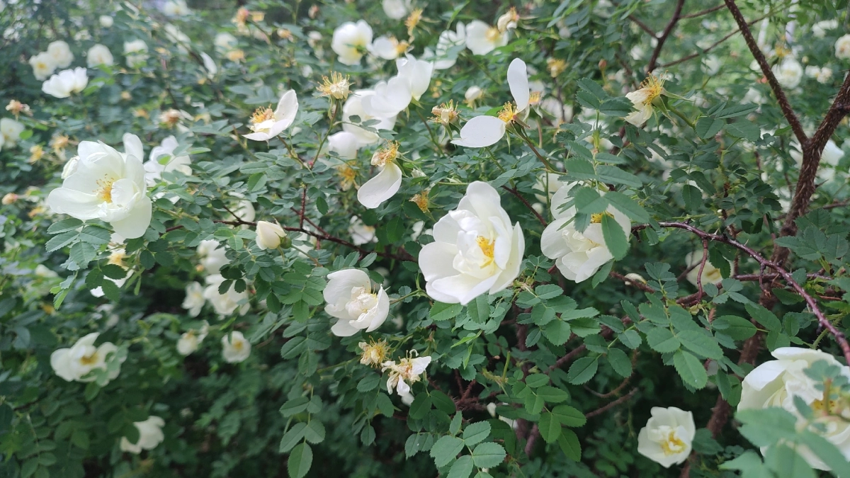 Сад для ленивых: 15 многолетников, которые не просят полива и цветут как заведенные