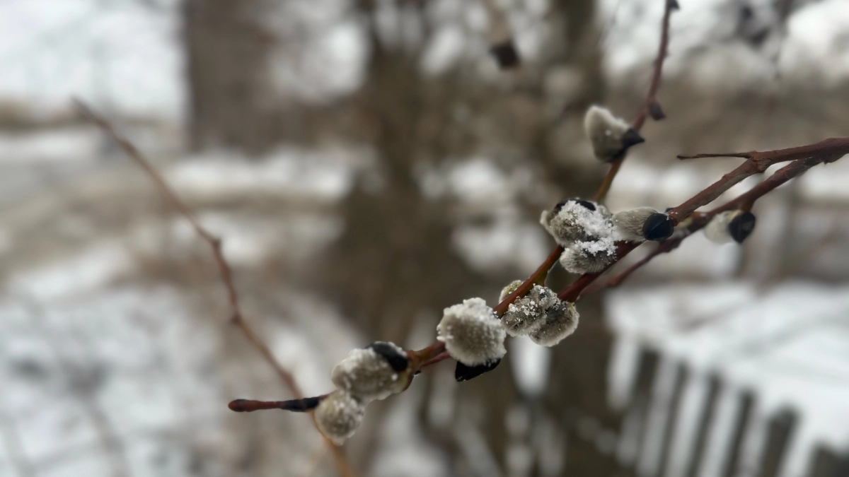 В Коми март побил все температурные рекорды за десятилетие
