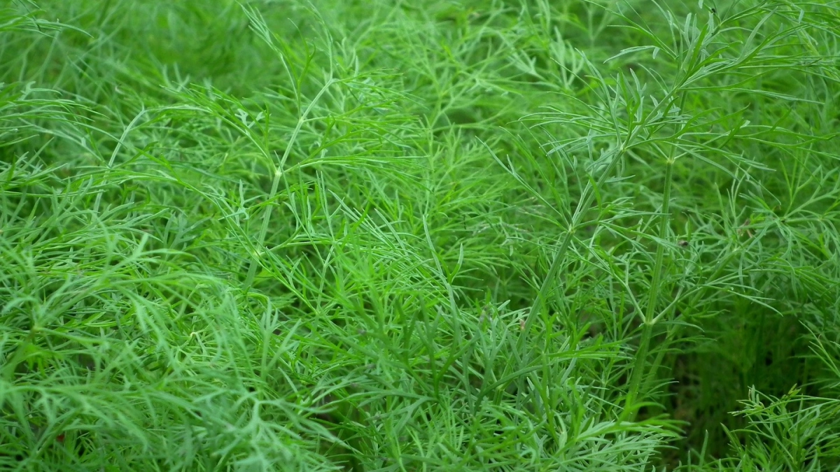 Самая страшная русская трава — укроп: почему иностранцы еë люто ненавидят