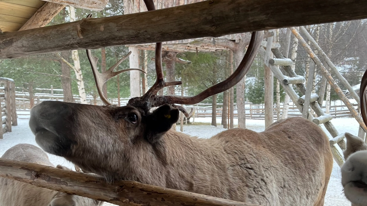 В Коми увеличат поставки оленины в школы и больницы