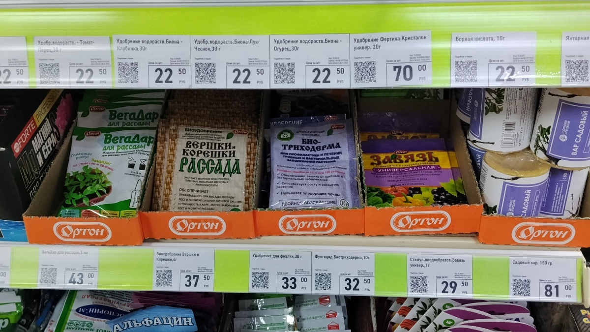 Коми аграрии раскрыли секреты успешной посадки чеснока