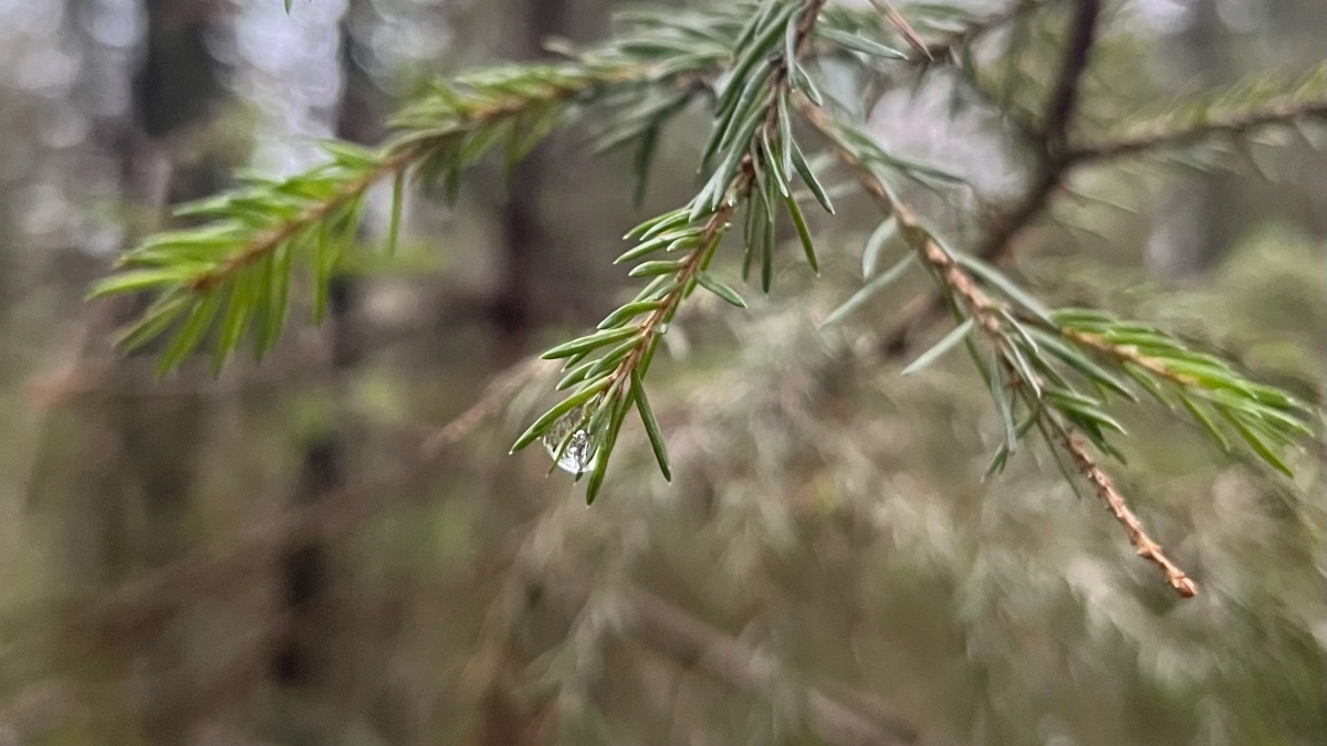 Пожар десятилетней давности продолжает убивать молодые леса в Коми