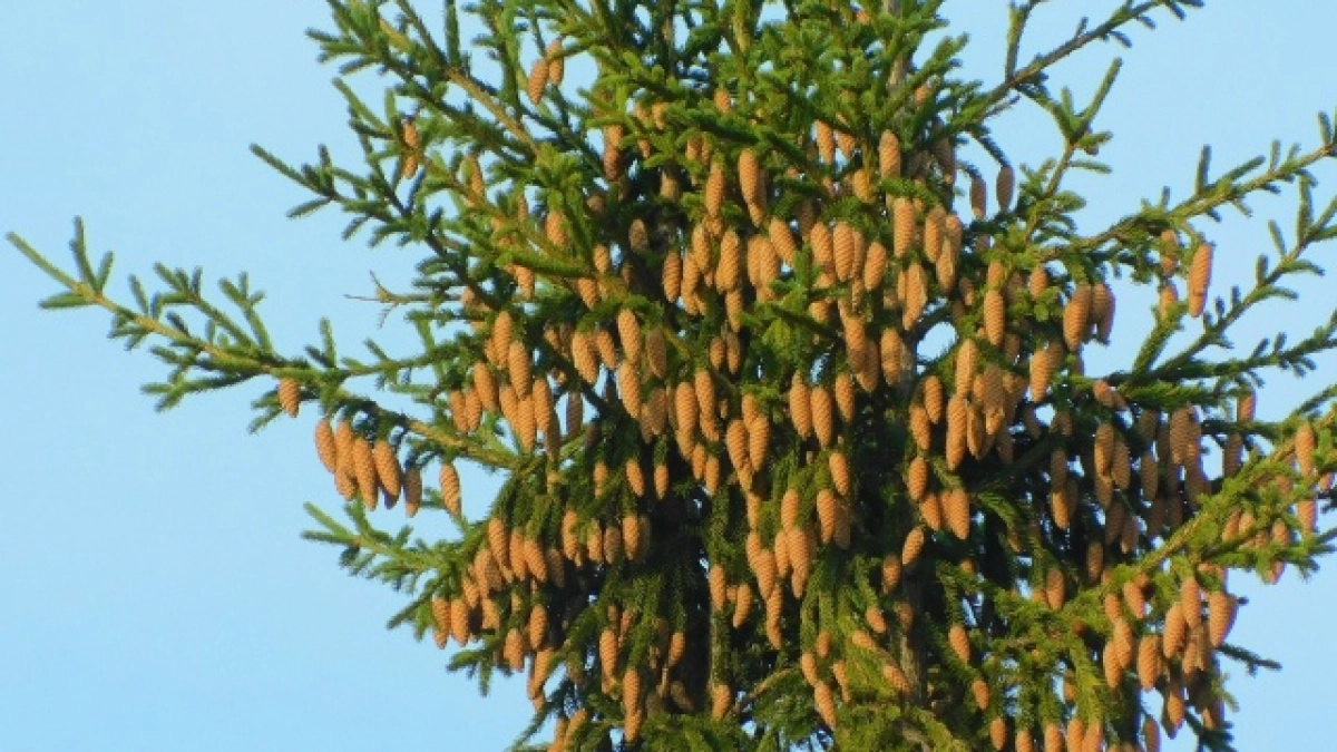 В Коми потеплеет до +13 градусов: синоптики рассказали о погоде на 23 марта 