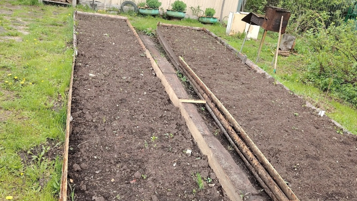 Агроном Давыдова советует: какие растения нельзя удобрять золой — запомните, чтобы не потерять