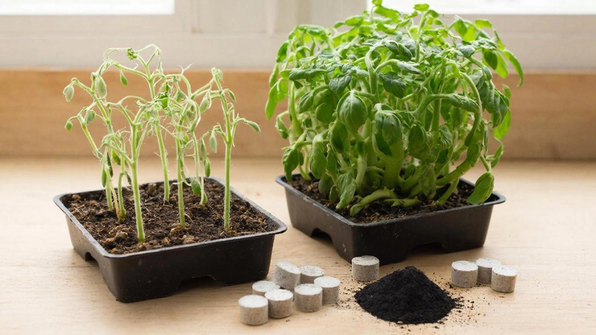 В конце марта делаю это с рассадой — 5 минут, и потом она прет не по дням, а по часам