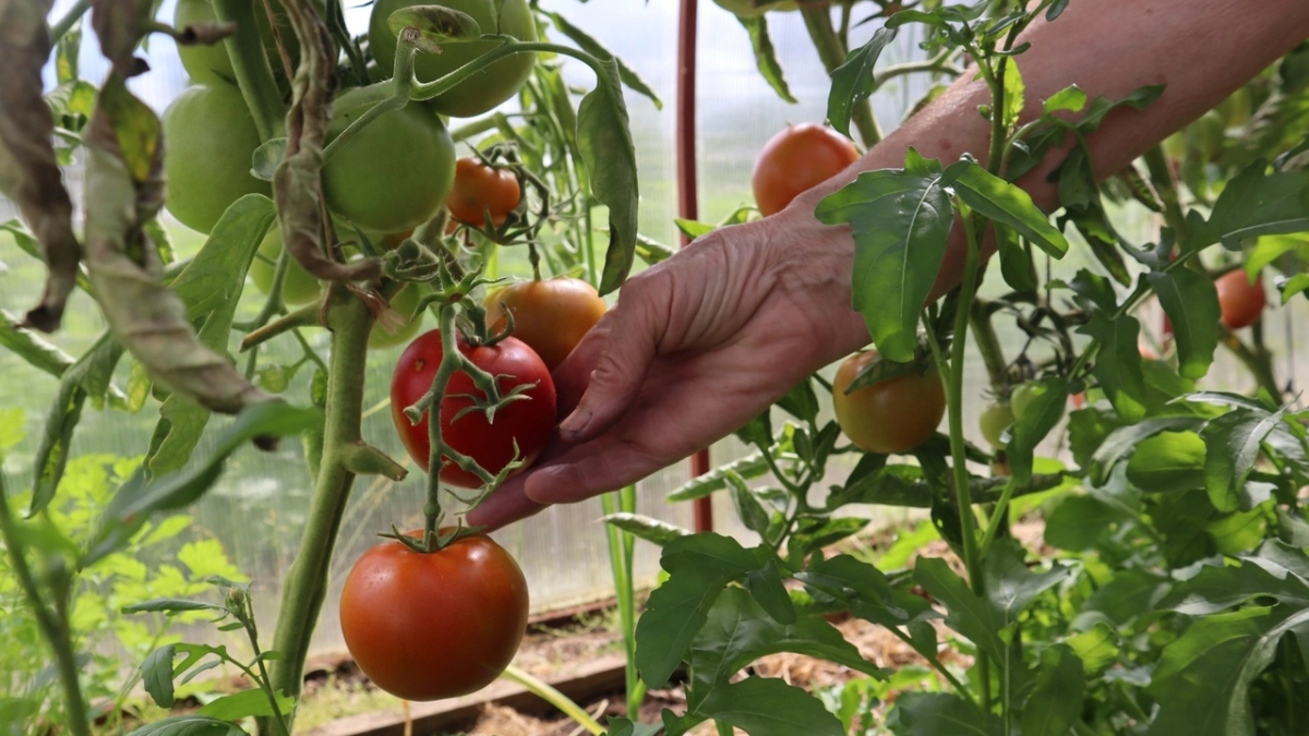 Как защитить теплицу от проволочника раз и навсегда — 3 рабочих лайфхака, хватит на весь сезон