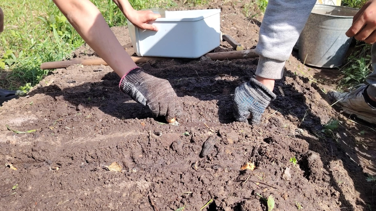 Горчица заменит мне гору удобрений: раскидываю в марте по снегу — весной удобрения не покупаю
