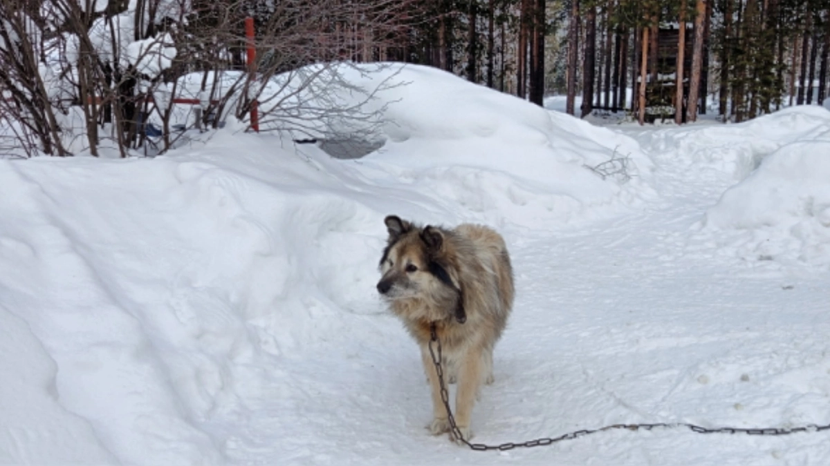 В Коми в 2025 году число пострадавших от укусов бездомных животных упало до 1 202 человек