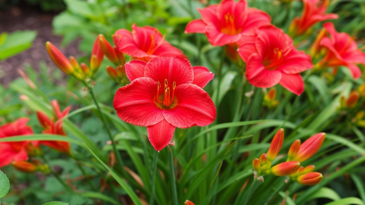 Восхитительный и яркий многолетник заполонит сад красными "лилиями": можно не поливать и не кормить - живет сам по себе