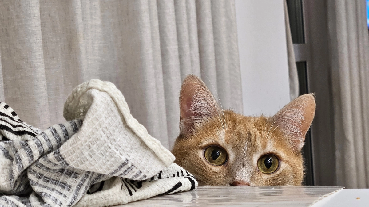 Эксперты Роскачества назвали качественный корм для кошек: не бьет по кошельку — берите сразу по 10 пачек