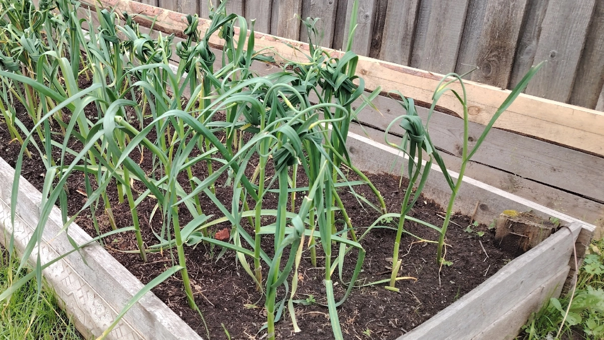 После схода мартовского снега чесноку — обязательно: мало кто знает об этой подкормке — теряют половину урожая