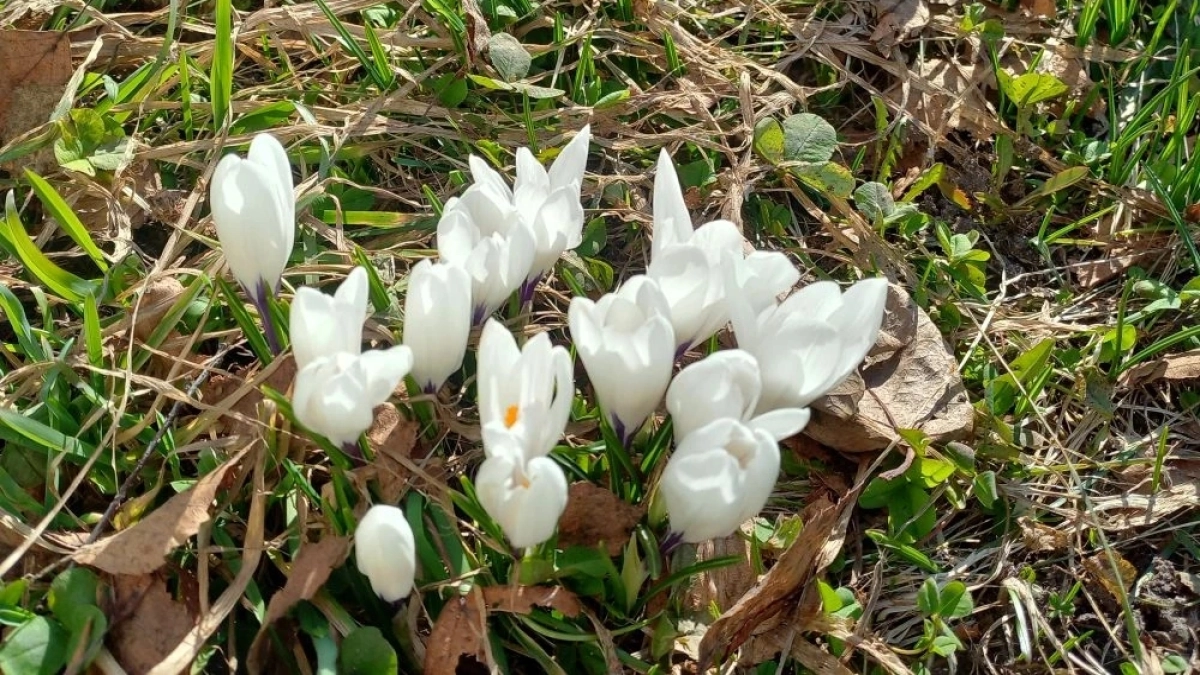 В Сыктывкаре начали распускаться крокусы-первоцветы 