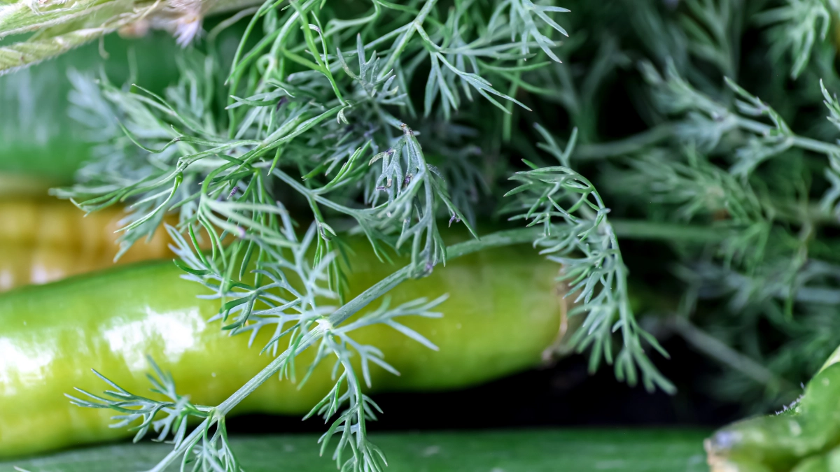 Укроп взойдет щеткой и весь сезон будет кудрявый, без зонтиков. Простая советская хитрость