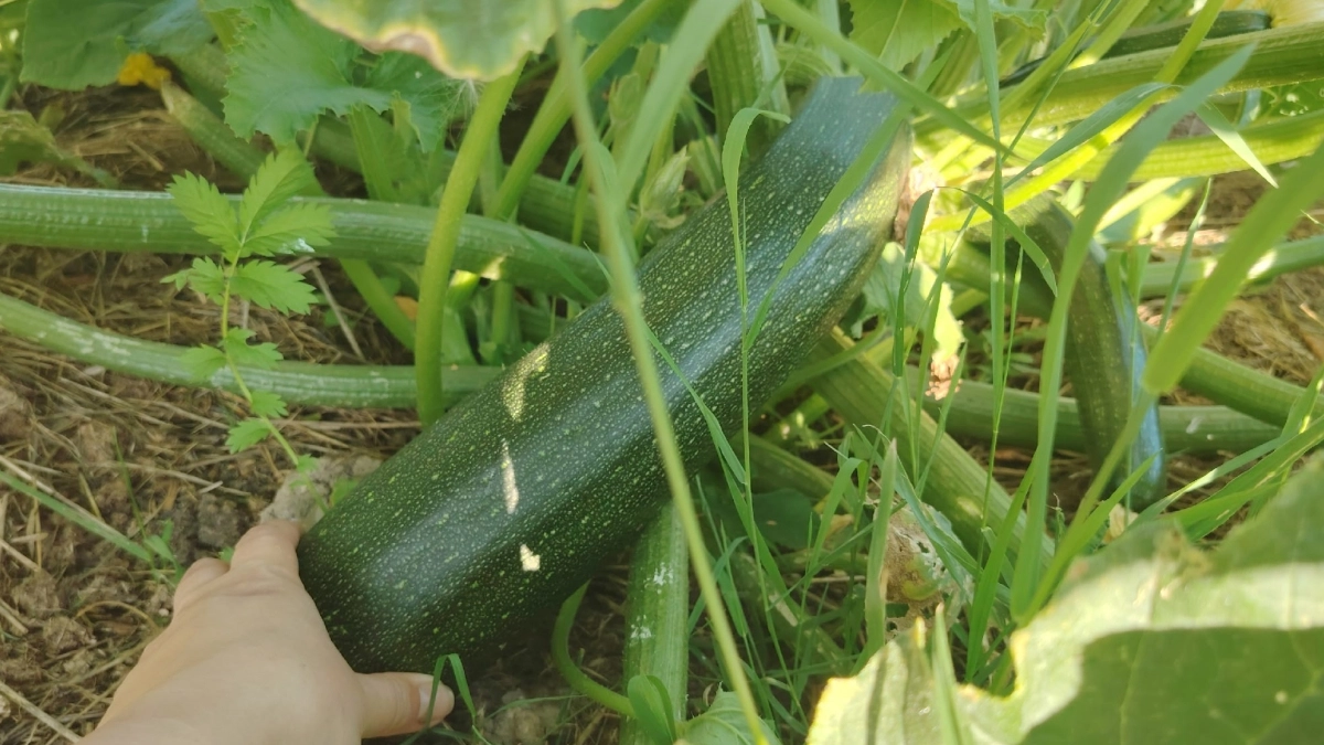 Собираю урожай кабачков на месяц раньше – просто сажаю их в "умные" органические ящики