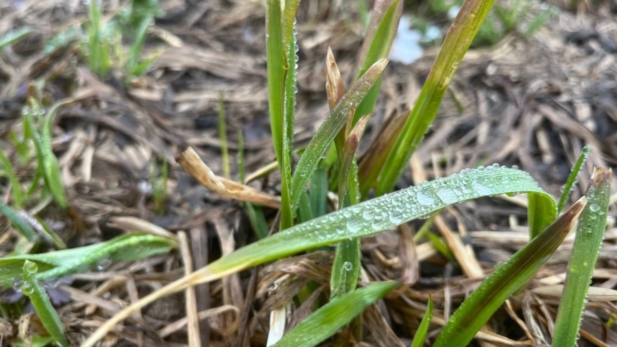 Мартовская весна в Сыктывкаре продолжает бить температурные рекорды 