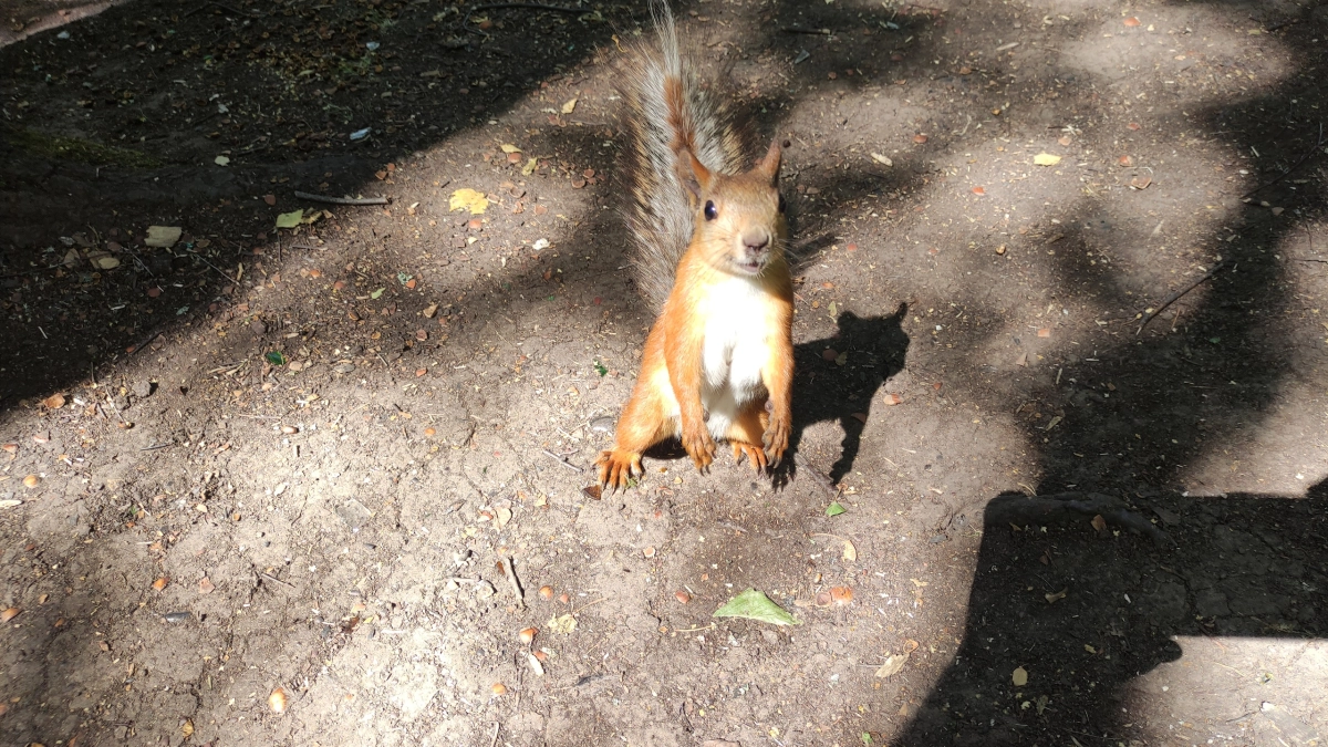 В Коми подсчитали лесных жителей по следам на снегу