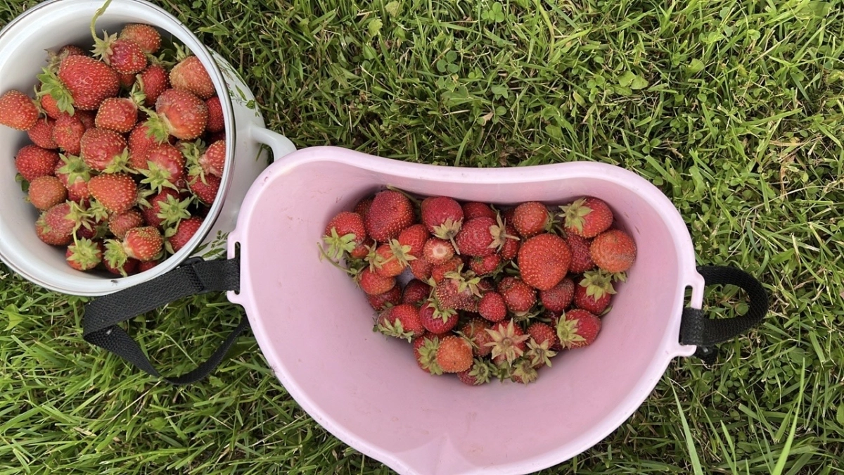 Сыпьте этот копеечный порошок под клубнику — урожай будет вёдрами! Секрет старого агронома