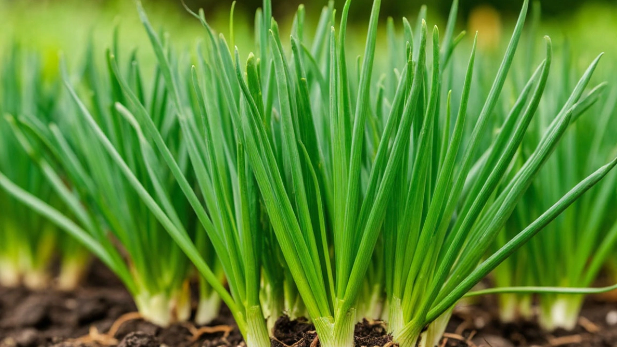 Сыплю на грядку — луковую муху как ветром сдуло — лук за 3 дня из пожелтевшего превратился в зеленый