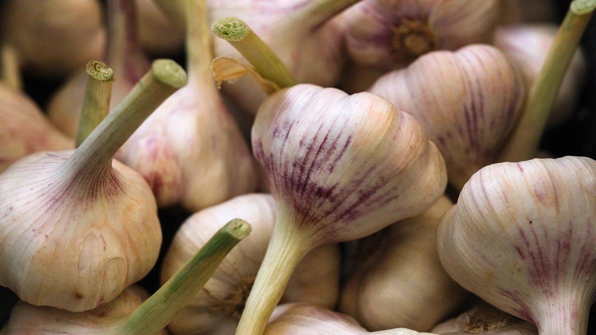 Чеснок на зависть соседям: раскрываем секреты идеальной посадки озимого — весенняя альтернатива