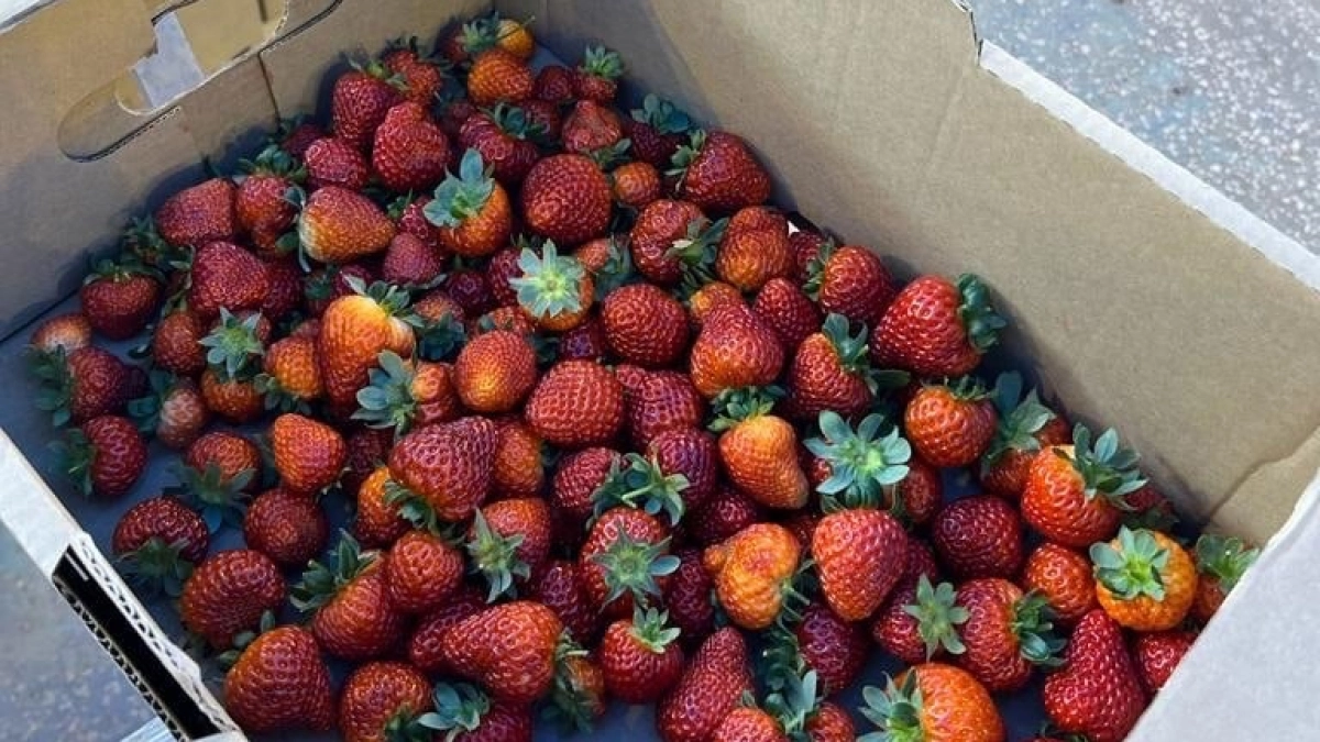 Как превратить почву на грядке в обогащенный грунт - 5 способов, доступных любому огороднику