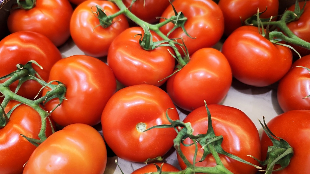 Копеечный пузырек из аптеки с легкостью спасает урожай томатов: фитофтора больше не сунется в теплицу