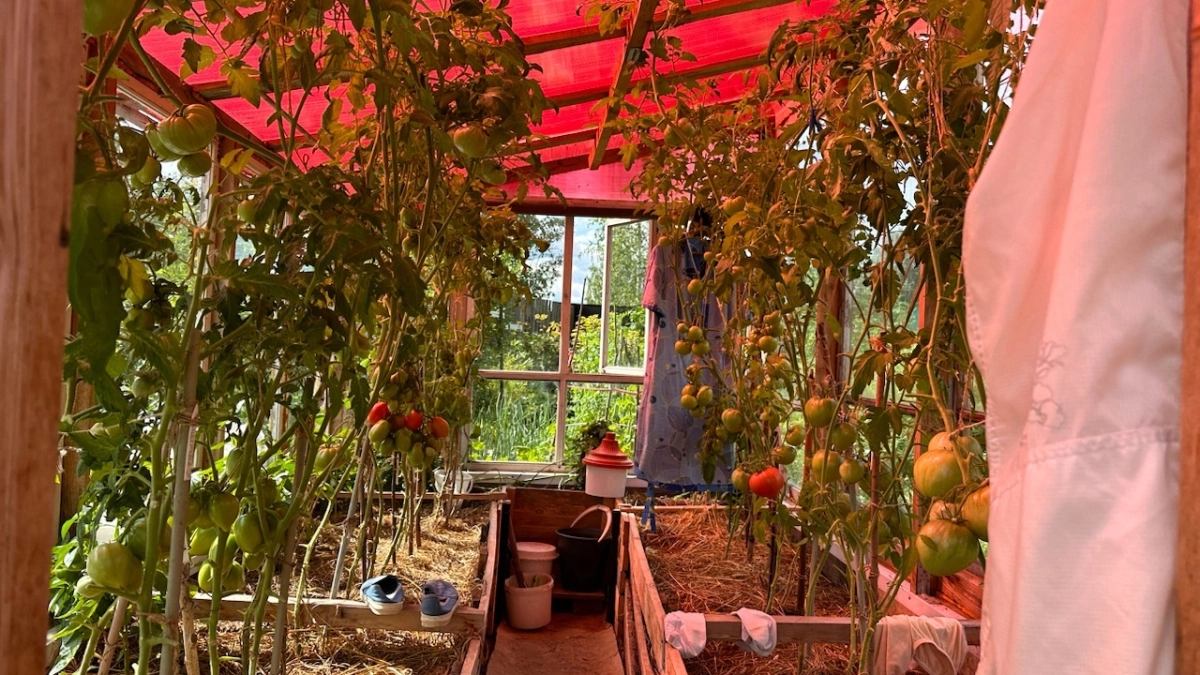 В Республике Коми начался усиленный контроль за состоянием тепличных хозяйств